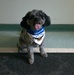 Shadow the therapy dog visits the 107th Attack Wing