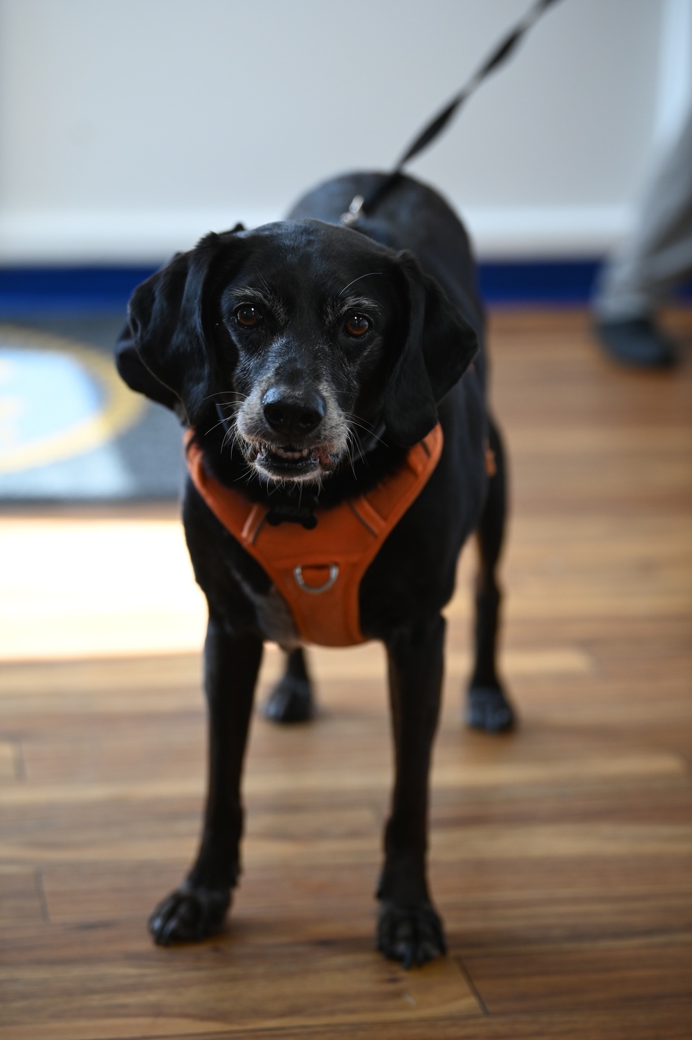 Argus, the dog of Coast Guard Station Milford Haven