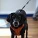 Argus, the dog of Coast Guard Station Milford Haven