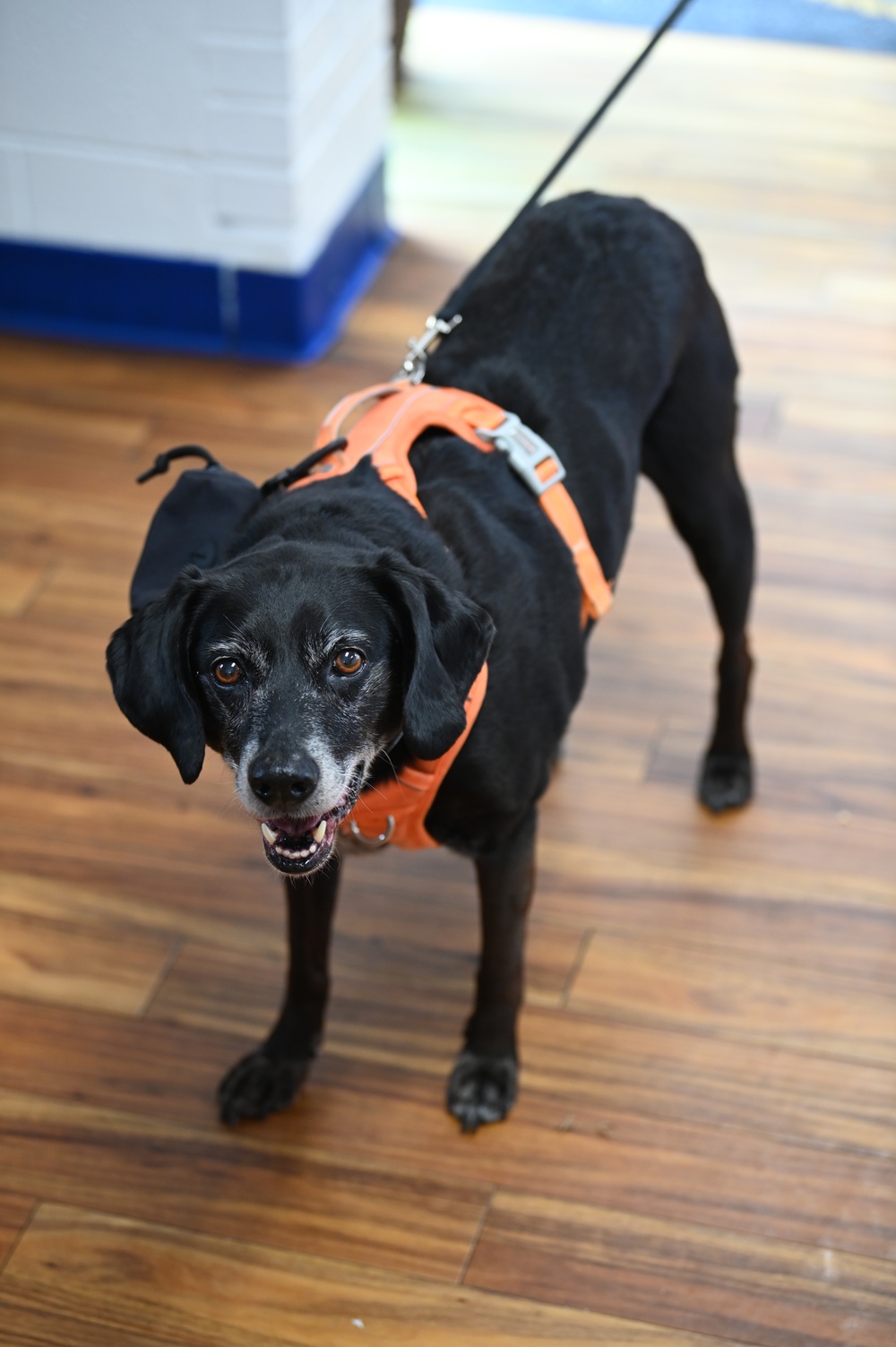 Argus, the dog of Coast Guard Station Milford Haven