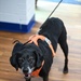 Argus, the dog of Coast Guard Station Milford Haven