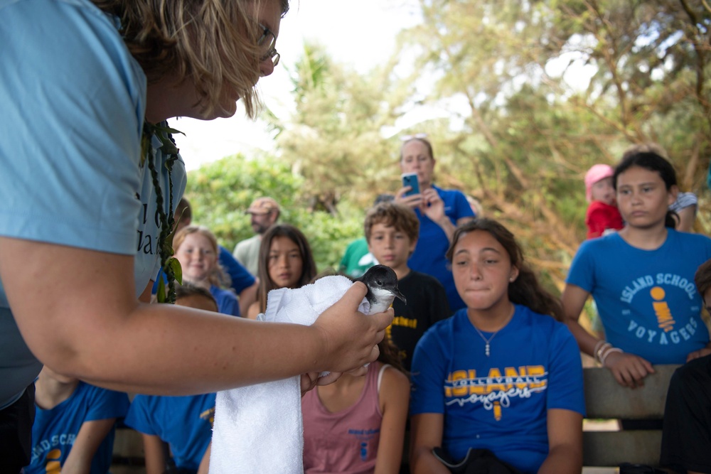 Save our Shearwaters Releases Indigenous Birds Back into the Wild.