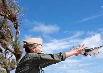 Save our Shearwaters Releases Indigenous Birds Back into the Wild.