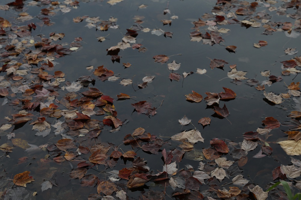 Fall foliage at Fort Indiantown Gap