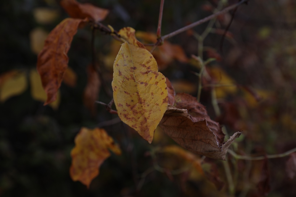 Fall foliage at Fort Indiantown Gap