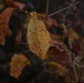 Fall foliage at Fort Indiantown Gap