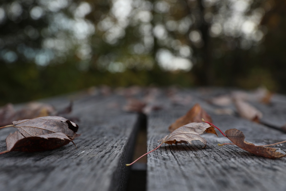 Fall foliage at Fort Indiantown Gap