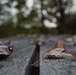 Fall foliage at Fort Indiantown Gap