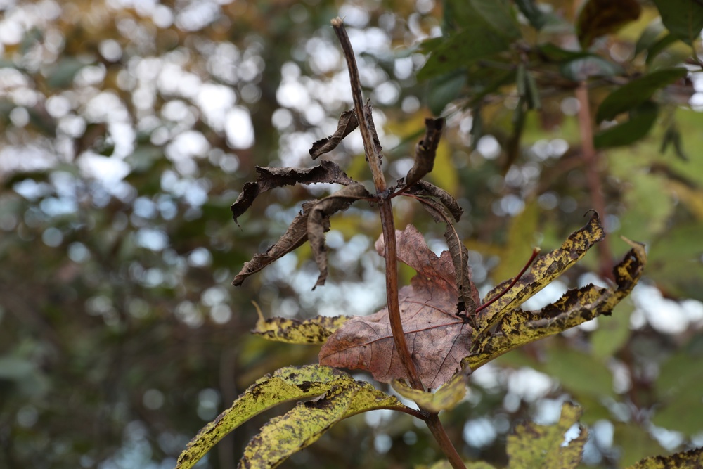 Fall foliage at Fort Indiantown Gap