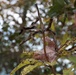 Fall foliage at Fort Indiantown Gap