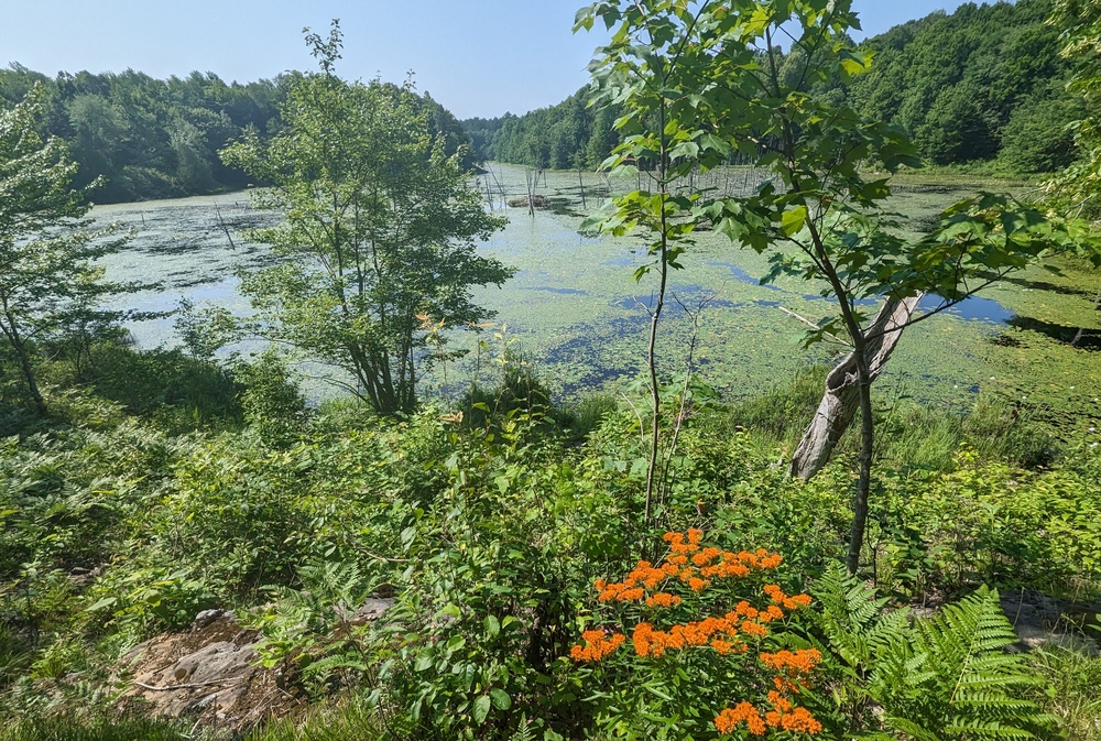 Take a guided hike with a Fort Drum forester