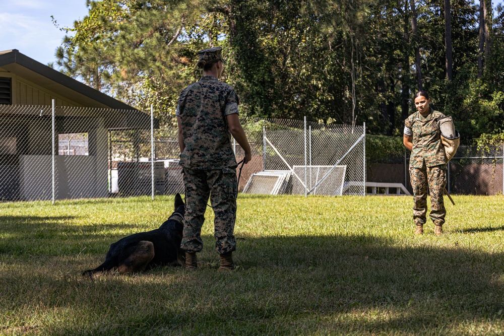 MCAS Beaufort Military Working Dog Training