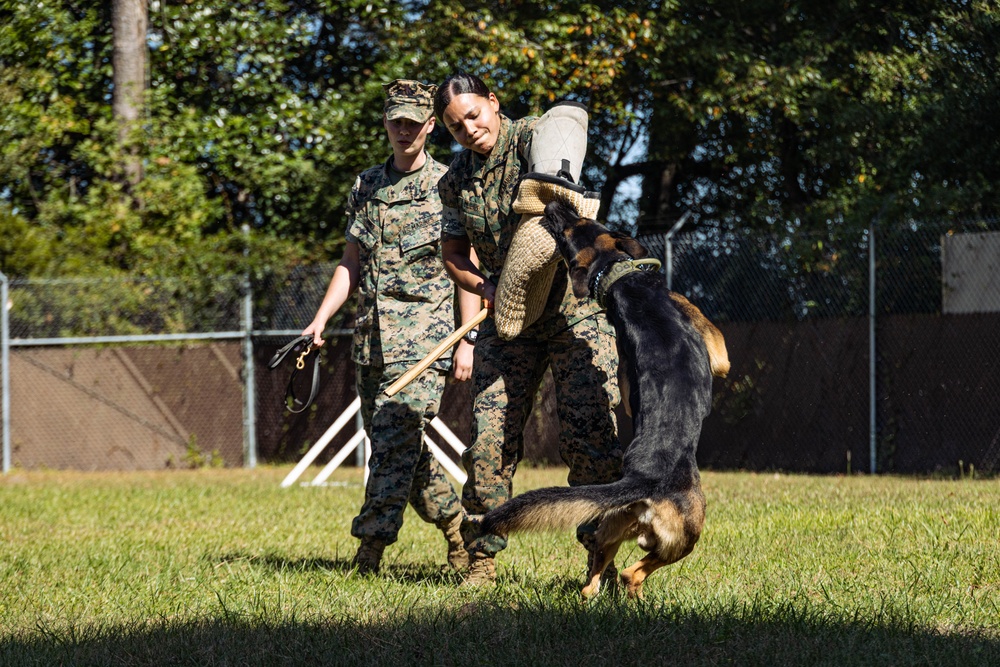 MCAS Beaufort Military Working Dog Training
