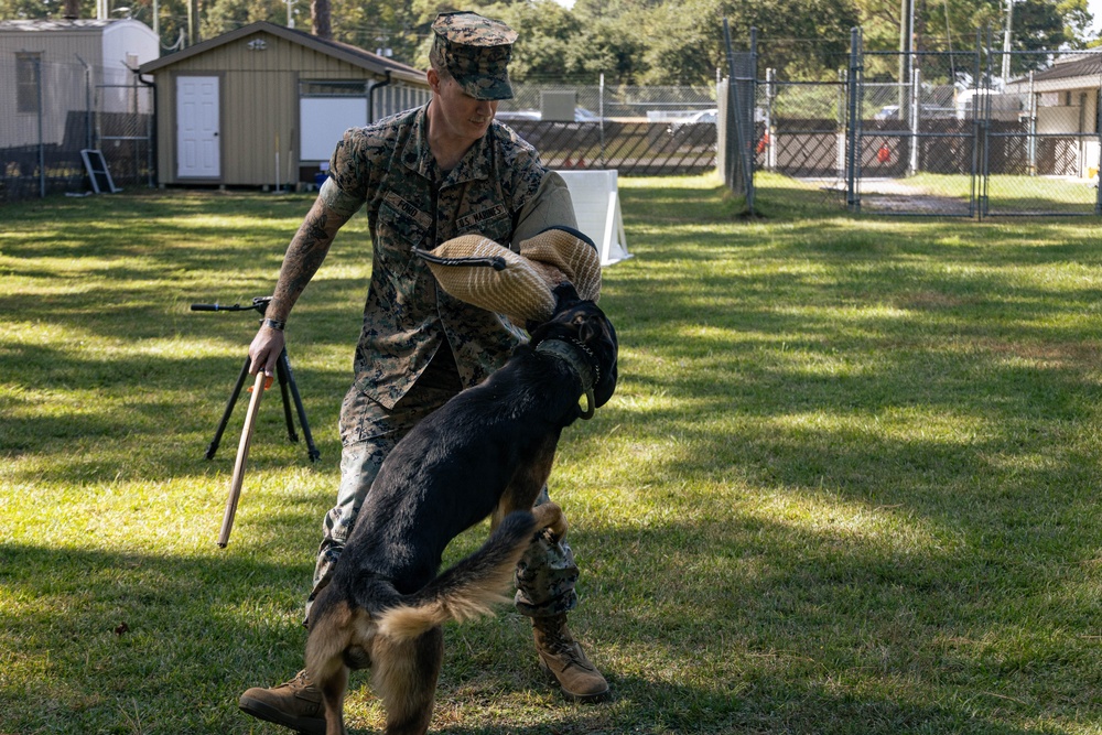 MCAS Beaufort Military Working Dog Training