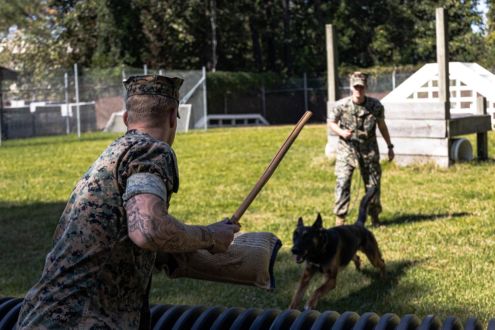 MCAS Beaufort Military Working Dog Training