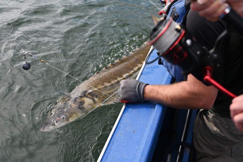 USACE fishes for data to help save threatened green sturgeon