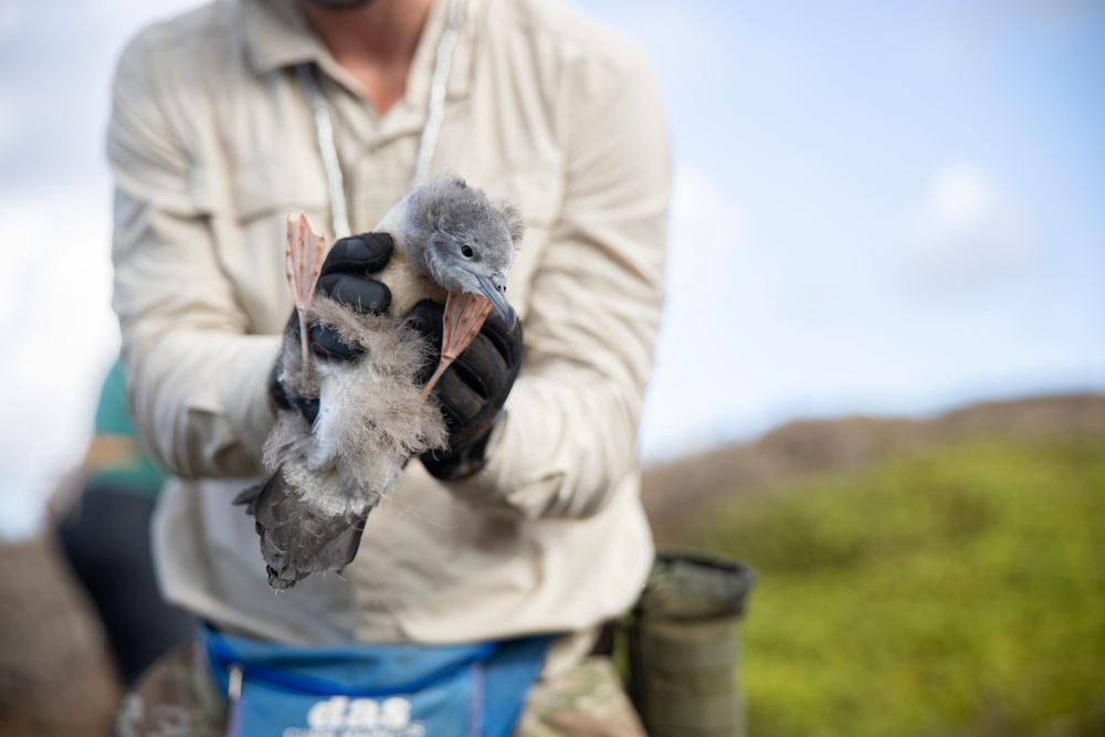 Pulling Wedgies: Tagging Wedge-tailed Shearwater Fledglings Ahead of Fallout Season