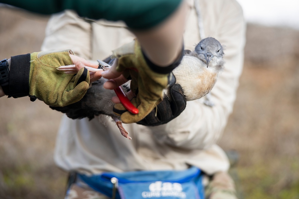 Pulling Wedgies: Tagging Wedge-tailed Shearwater Fledglings Ahead of Fallout Season