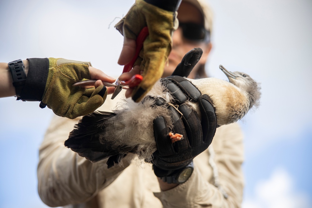 Pulling Wedgies: Tagging Wedge-tailed Shearwater Fledglings Ahead of Fallout Season