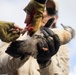 Pulling Wedgies: Tagging Wedge-tailed Shearwater Fledglings Ahead of Fallout Season