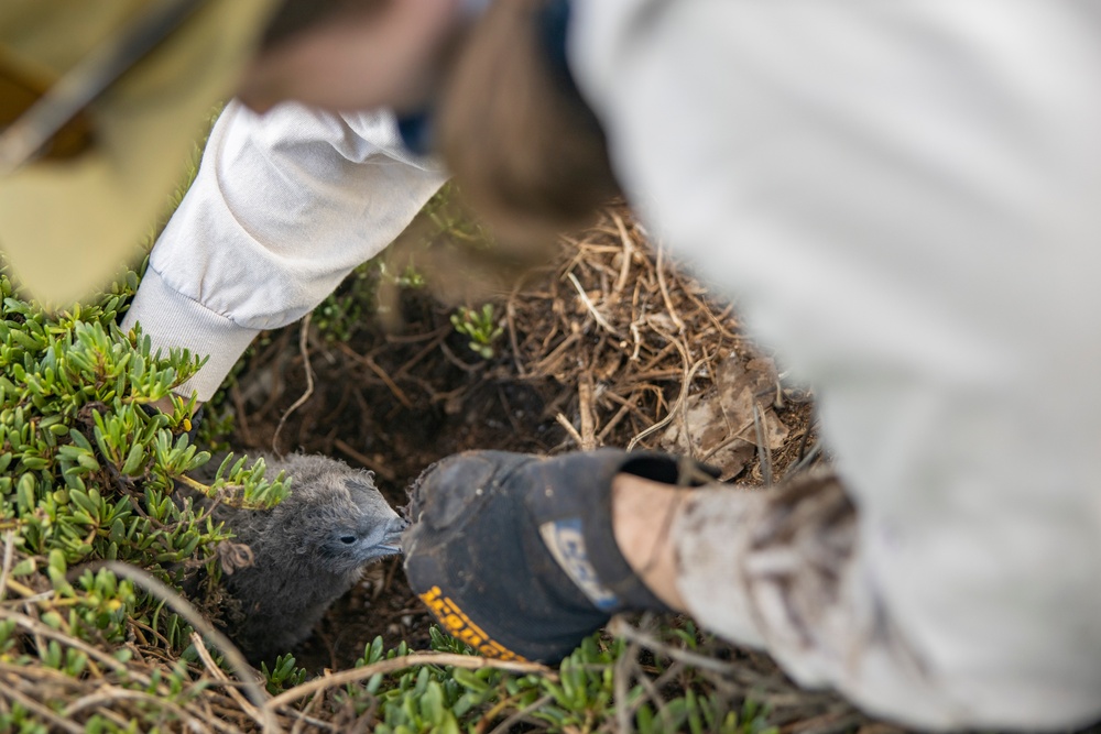 Pulling Wedgies: Tagging Wedge-tailed Shearwater Fledglings Ahead of Fallout Season