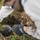 Pulling Wedgies: Tagging Wedge-tailed Shearwater Fledglings Ahead of Fallout Season