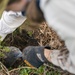 Pulling Wedgies: Tagging Wedge-tailed Shearwater Fledglings Ahead of Fallout Season