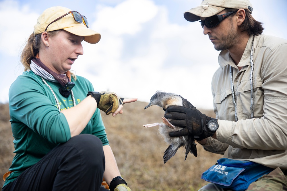 Pulling Wedgies: Tagging Wedge-tailed Shearwater Fledglings Ahead of Fallout Season