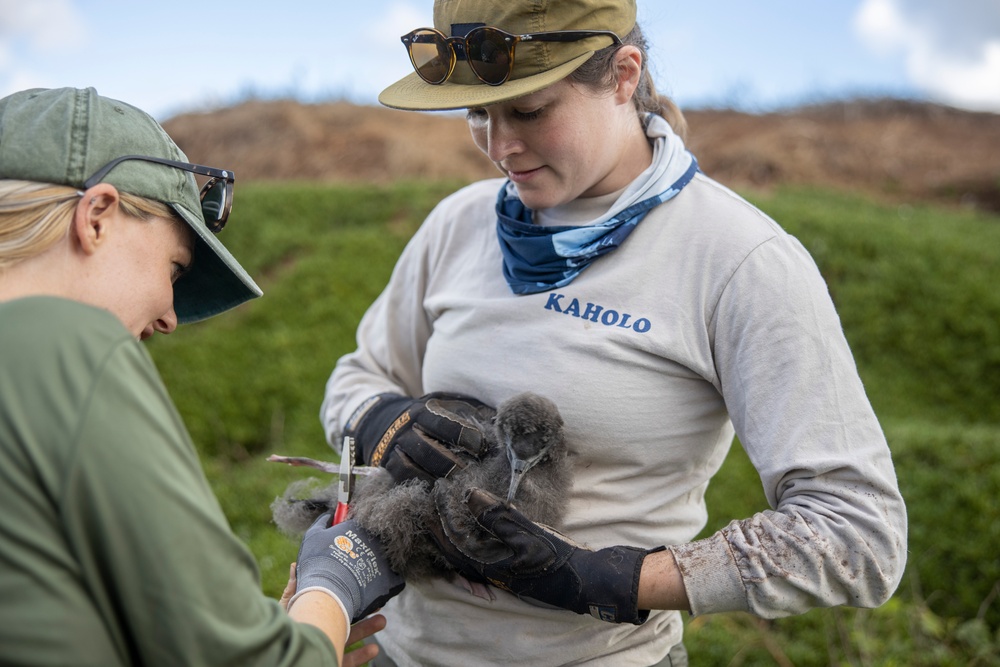 Pulling Wedgies: Tagging Wedge-tailed Shearwater Fledglings Ahead of Fallout Season