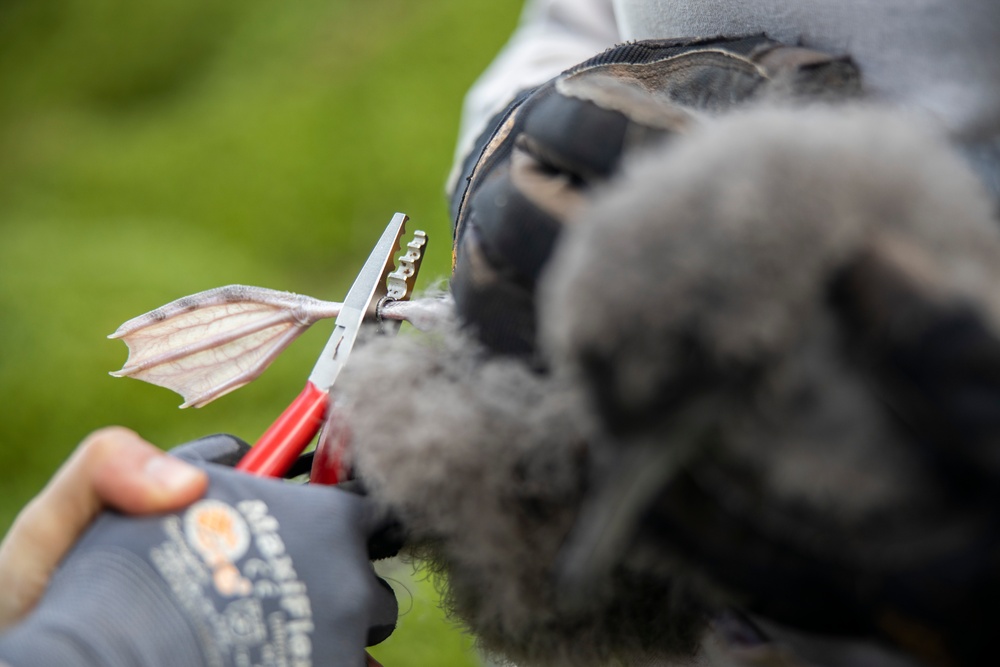 Pulling Wedgies: Tagging Wedge-tailed Shearwater Fledglings Ahead of Fallout Season