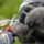Pulling Wedgies: Tagging Wedge-tailed Shearwater Fledglings Ahead of Fallout Season
