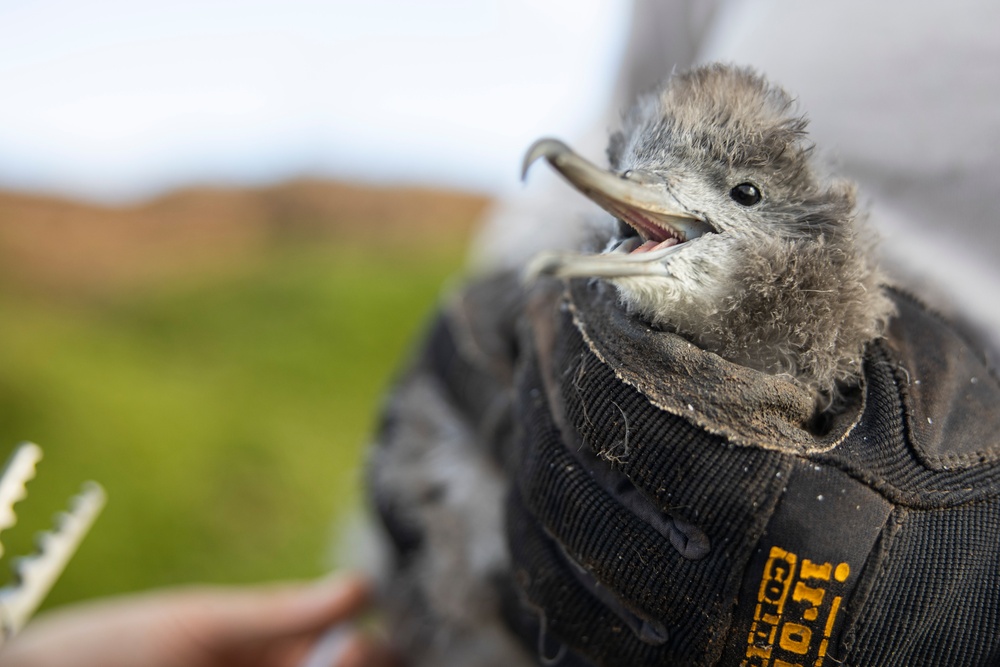 Pulling Wedgies: Tagging Wedge-tailed Shearwater Fledglings Ahead of Fallout Season