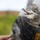 Pulling Wedgies: Tagging Wedge-tailed Shearwater Fledglings Ahead of Fallout Season