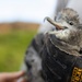 Pulling Wedgies: Tagging Wedge-tailed Shearwater Fledglings Ahead of Fallout Season