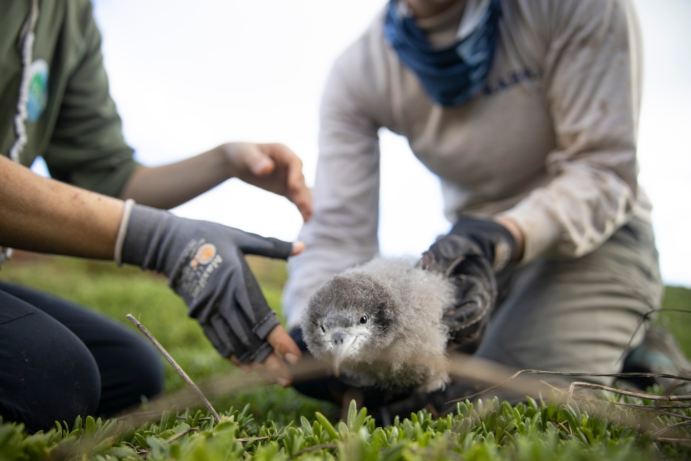 Pulling Wedgies: Tagging Wedge-tailed Shearwater Fledglings Ahead of Fallout Season