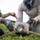 Pulling Wedgies: Tagging Wedge-tailed Shearwater Fledglings Ahead of Fallout Season