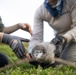 Pulling Wedgies: Tagging Wedge-tailed Shearwater Fledglings Ahead of Fallout Season