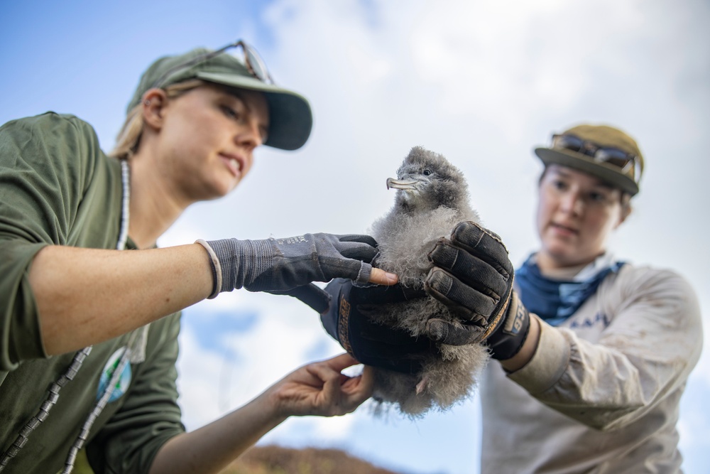 Pulling Wedgies: Tagging Wedge-tailed Shearwater Fledglings Ahead of Fallout Season