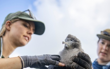 Pulling Wedgies: Tagging Wedge-Tailed Shearwater Fledglings Ahead of Fallout Season.