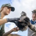 Pulling Wedgies: Tagging Wedge-tailed Shearwater Fledglings Ahead of Fallout Season