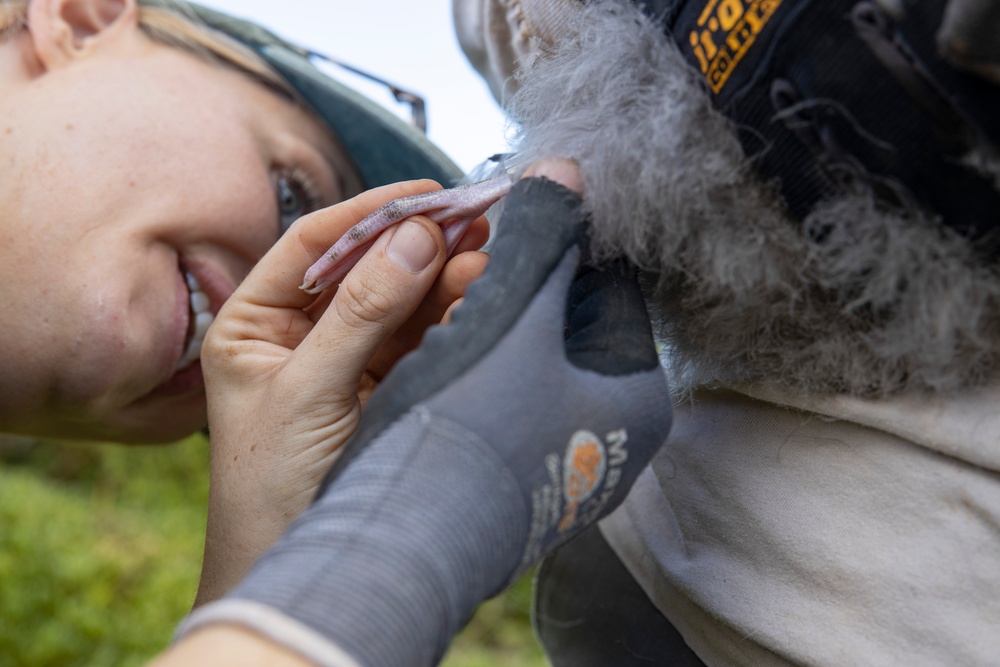 Pulling Wedgies: Tagging Wedge-tailed Shearwater Fledglings Ahead of Fallout Season