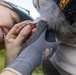 Pulling Wedgies: Tagging Wedge-tailed Shearwater Fledglings Ahead of Fallout Season