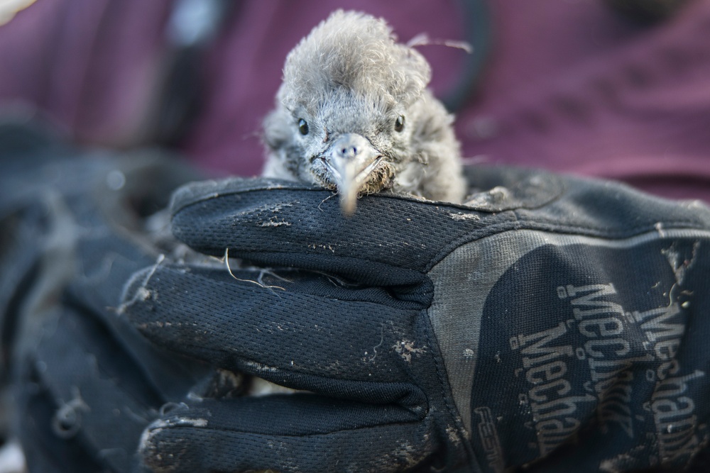 Pulling Wedgies: Tagging Wedge-tailed Shearwater Fledglings Ahead of Fallout Season