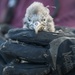 Pulling Wedgies: Tagging Wedge-tailed Shearwater Fledglings Ahead of Fallout Season