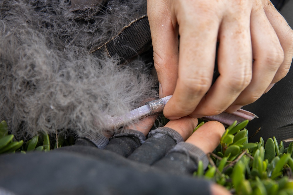 Pulling Wedgies: Tagging Wedge-tailed Shearwater Fledglings Ahead of Fallout Season