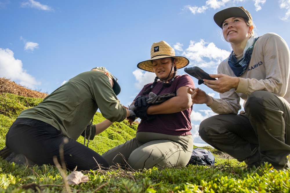 Pulling Wedgies: Tagging Wedge-tailed Shearwater Fledglings Ahead of Fallout Season