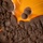 Exophiala lecanii-corni fungi