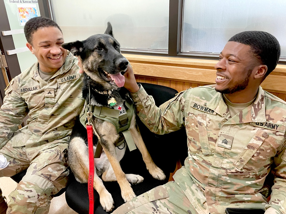 Red Cross lets the dogs out