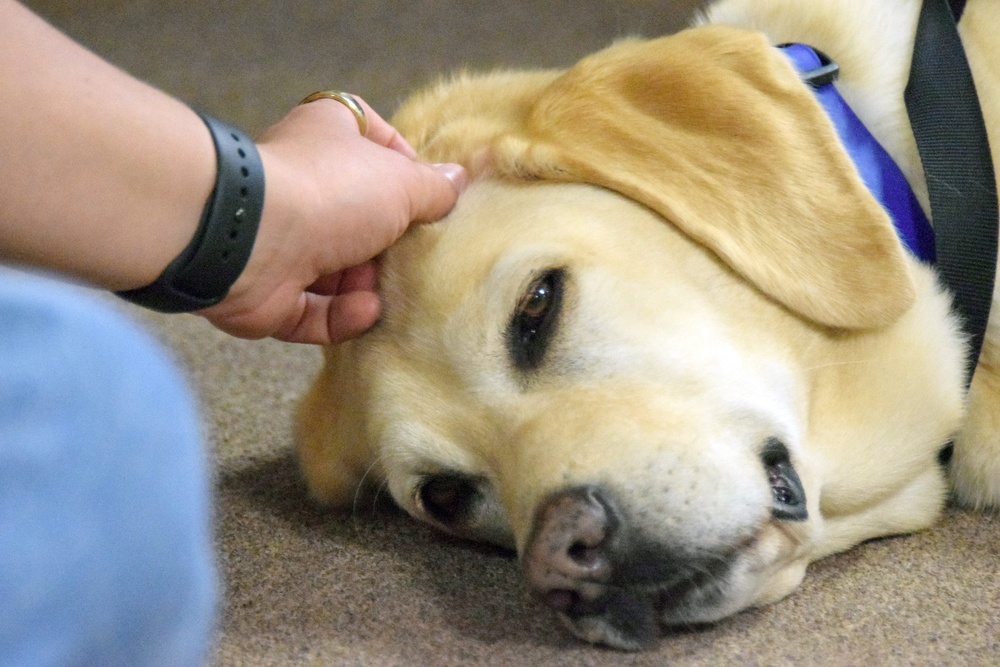 Therapy dogs visit Hawaii Wildfire Recovery Field Office in Kihei, Hawai‘i