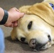 Therapy dogs visit Hawaii Wildfire Recovery Field Office in Kihei, Hawai‘i